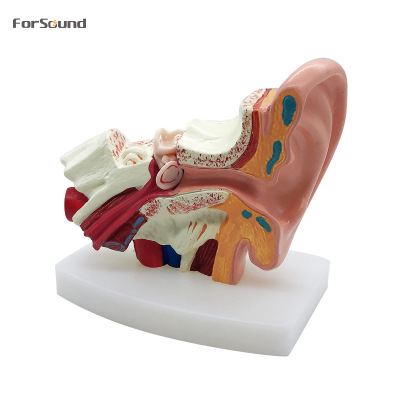 耳朵解剖模型用于展示IEM和助听器产品