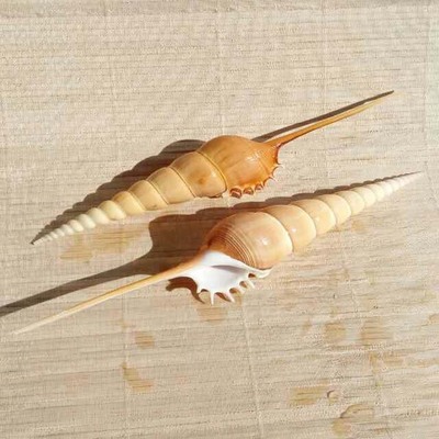 天热海螺贝壳马丁长鼻螺 收藏标本螺 地中海家居橱窗装饰创意礼品