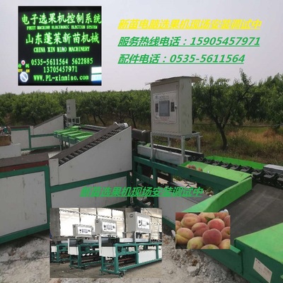 新苗牌xd4不知火桃梨柠檬苹果枇芭选果机分选机分级机图1