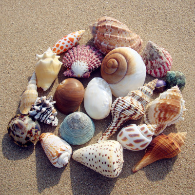 海螺布景超惠套餐包邮 儿童海洋艺术装饰水族箱贝壳礼物标本收藏