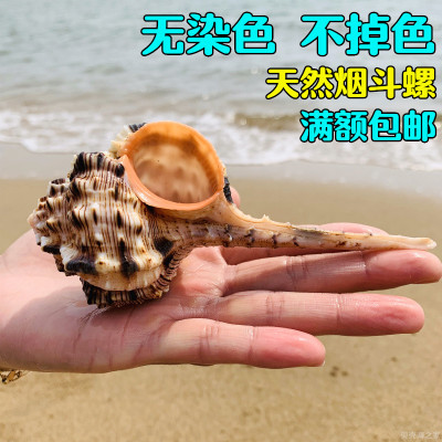 烟斗螺稀有标本天然海螺贝壳鱼缸造景水族箱海洋地中海风格装饰品
