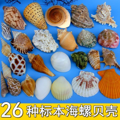 天然标本螺贝壳海螺套装海洋生物科普材料幼儿园儿童鱼缸居家摆件