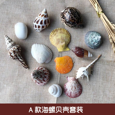 水族箱海螺贝壳天然鱼缸造景装饰珊瑚海星贝壳漂流瓶贝壳标本礼品
