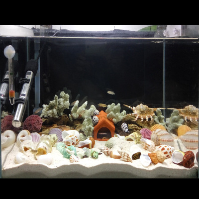 天然精品贝壳名拍摄标本螺珊瑚鱼缸造景装饰品地中海海螺道具摆件