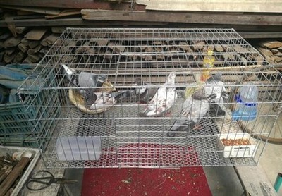 养殖铁鸡笼子兔铁丝运输锌大号鸟笼镀锌鸽小鸡笼鸽子笼加密大号笼