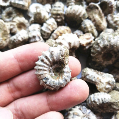 天然海螺化石 羊角螺原石未抛光把玩摆件 菊石矿物标本鱼缸观赏石