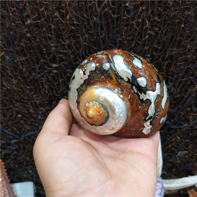 8cm-9cm南非蝾螺 天然贝壳海螺收藏品 鱼缸水族箱造景装饰标本螺