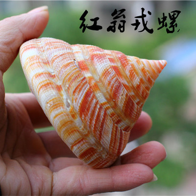 热卖天然贝壳海螺红翁戎螺标本螺 水族鱼缸造景观稀有收藏送礼