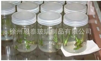 现货批发玻璃瓶350ml组培瓶 240ml虫草瓶菌瓶植物育苗培养专业瓶