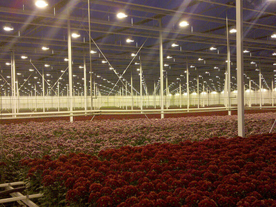 1000W高压农用钠灯 温室大棚植物补光灯 植物生长灯