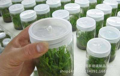 厂家供应350ml组培瓶 240ml组培玻璃瓶 耐高温组培瓶 菌种玻璃瓶图1